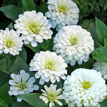 CYNIA DALIOWA BIAŁA NASIONA