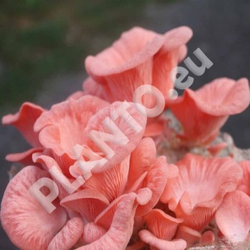 Колышки мицелия PINK OYER MOOD 20 шт. для домашнего выращивания