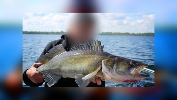 KOPYTO RIPPER SAVAGE GEAR CANNIBAL 6,8cm / 3g