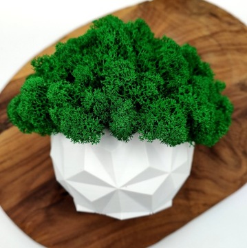 Doniczka z mchem chrobotkiem MECH CHROBOTEK w doniczce biała druk 3d #2