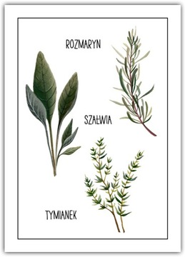 Plakat Rozmaryn Szałwia Tymianek 40x50 przyprawy Zioła