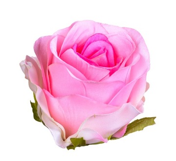 Róża Vivaldi główka różowa