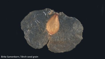 Стереоскопический микроскоп BIOLUX ICD PRO 20x-50x