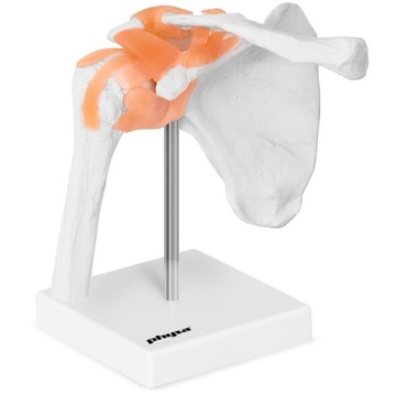 MODEL ANATOMICZNY 1:1 STAWU BARKOWEGO DO NAUKI