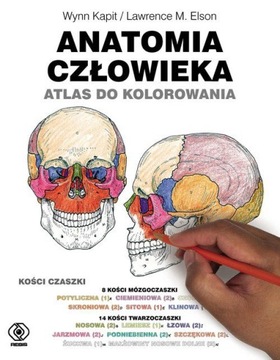 Анатомия человека. Атлас раскрасок