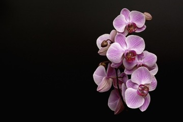 Nawóz ORCHIDEA 250ml/0,27kg Substral