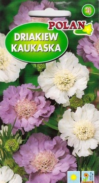 DRIAKIEW KAUKASKA 0,5 g MIESZANKA 'POLAN