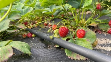 КАПЕЛЬНАЯ ЛИНИЯ ШЛАНГ ДЛЯ ПОТЕЛЕНИЯ УЛЬТРА ПРОЧНЫЙ КАПЕЛЬНЫЙ ОРОШЕНИЕ Fi16 100 м