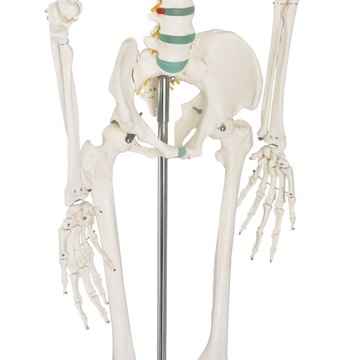 МОДЕЛЬ 501 SKELETON SKELETON 181,5 см FV В РАССРОЧКУ