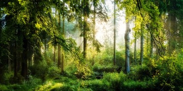 Fototapeta LAS DRZEWA SŁOŃCE 490x260 P02 F