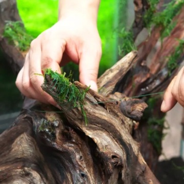 Живой мох Invitro Natural Moss for Terrarium vesularia Christmas Moss