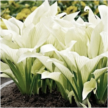 HOSTA FUNKIA BIAŁA WHITE FEATHER sadzonki 1 szt. + GRATIS