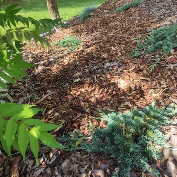 KORA SOSNOWA OGRODOWA 80L PALETA 21 sztuk