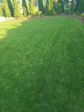 MAGGROW летнее удобрение для газонов 20 кг