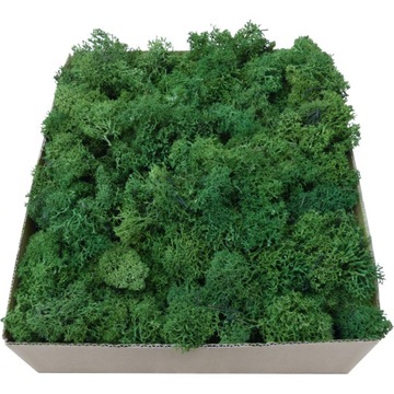 Skrawki mech chrobotek Forest Green Karton 600g