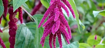 ZIAJA КАШЕМИР УКРЕПЛЯЮЩАЯ МАСКА ДЛЯ ВОЛОС