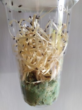 Плодовые мушки Drosophila HYDEI FLIGHTS -разведение-
