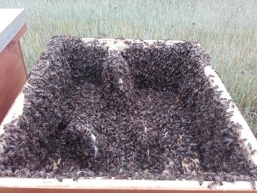 Пчелиные матки Бакфаста INSEDED