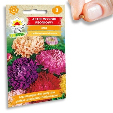 ASTER PEONIOWY WYSOKI MIX KOLORÓW 1 GRAM NASION