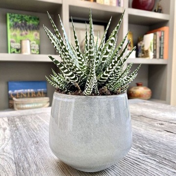 Haworthia Fasciata Big Band Zebra Białe Paski