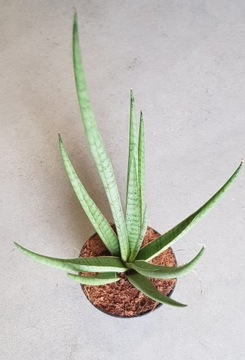 Sansevieria 