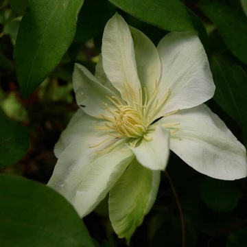 Powojnik Clematis wielkokwiatowy Guernsey Cream