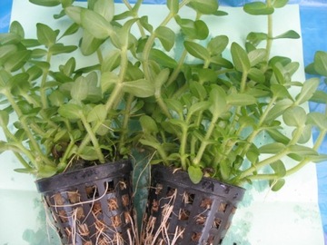 == 6== шт КОРЗИНКИ Аквариумные растения для аквариума имеют этикетки с названиями.