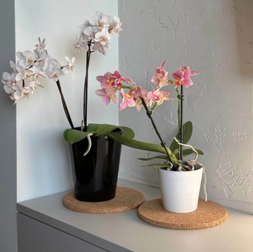 КЕРАМИЧЕСКАЯ КРЫШКА ДЛЯ ЦВЕТОЧНОГО ВАЗОНА ОРХИДЕЯ 13см, ЧЕРНАЯ