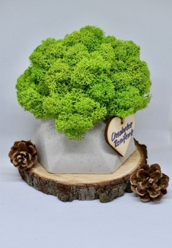 Chrobotkowy las geometryczna doniczka beton