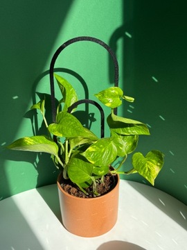 Опора для вьющихся растений Опора для вьющихся цветов Лестница для перголы 38 см