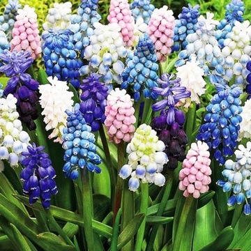 Muscari Szafirek Plumosum 25 szt MIX KOLORÓW