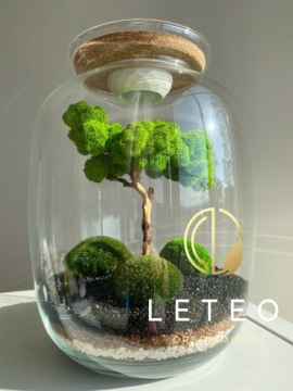 лес в банке мох бонсай хроботек растения из мха уникальный подарок премиум класса