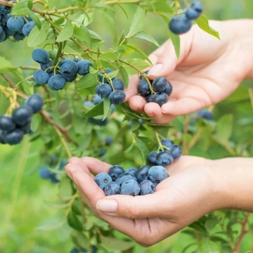 ZIEMIA PODŁOŻE DO BORÓWKI 50L NAWÓZ TORF KWAŚNY