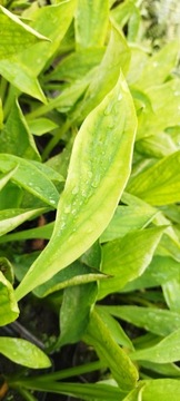 КАМЧАТСКИЙ ЛИСИЧИТОН Lysichiton camtschatcensis