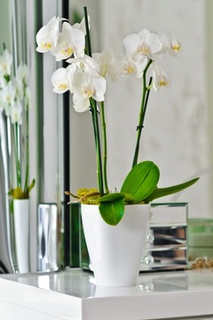 12 Крышка для цветочного горшка ORCHID Square ORANGE 13