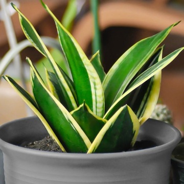 Sansevieria 'JADE DWARF MARGINATED' żółto-zielone liście Sansewieria roz. L