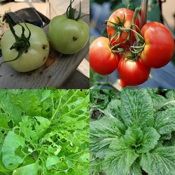 СЕТКА ЗАЩИТНАЯ ОТ НАСЕКОМЫХ ДЛЯ КРОВАТИ ЗАЩИТНАЯ BRASSICAS 3Х6М 60МЕШ