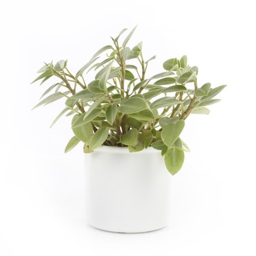 Набор HYDROPONIKA цветочный горшок 13/12, индикаторная вставка