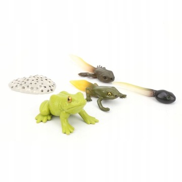 Набор моделей жизненного цикла Модель жизненного цикла 12 см