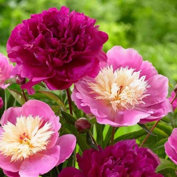 Piwonia BOWL OF BEAUTY Paeonia RÓŻOWE KWIATY sadzonka W DONICY