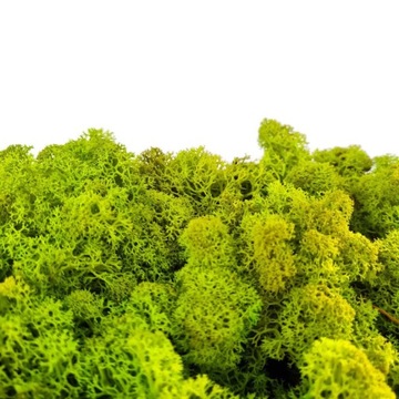 Mech Reniferowy Chrobotek Limonkowy 40G NETTO