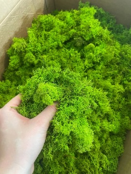 Ściółka z mchu Chrobotka dekoracje stroik 1kg