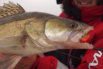 ЛОВУШКА ЦИКАДА SPINMAD KING 18г - 0609