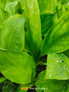 CAMCHAT CAMTSCHATCENSIS Lysichiton camtschatcensis