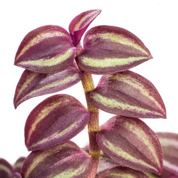 TRZYKROTKA Tradescantia PURPLE PASSION - fioletowa