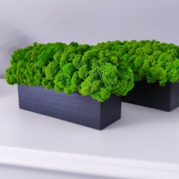 Декоративный мох Хроботек в горшке 20см, подарок