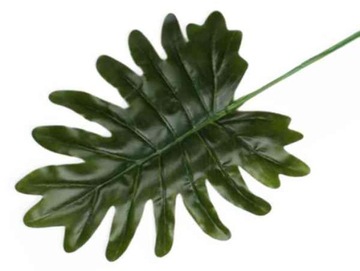 Liść philo Filodendron green Latex LIŚCIE