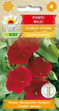 POWÓJ WILEC SCARLET O'HARA PNĄCZE