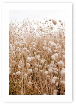 Boho trawy beż plakat 50x70cm #109