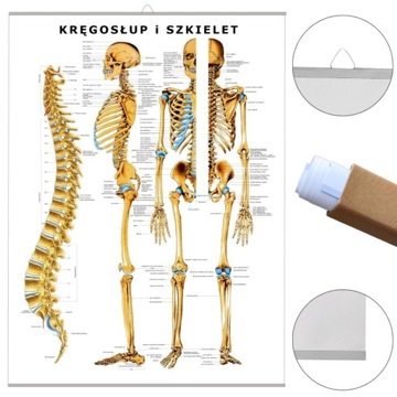 Plansza tablica anatomiczna KRĘGOSŁUP SZKIELET PL